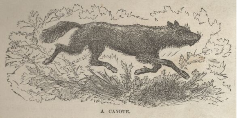 A Cayote