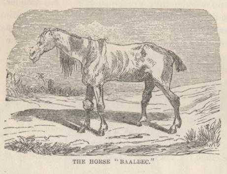 The Horse Baalbec