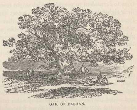 Oak of Bashan