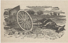 Dead Mule