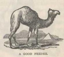 A Good Feeder